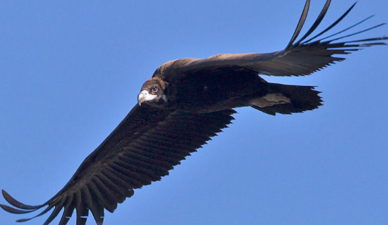 Conowingo Dam's Fisherman's Park Trails Closed Amid Dead Vultures and Avian Flu Concerns in Maryland