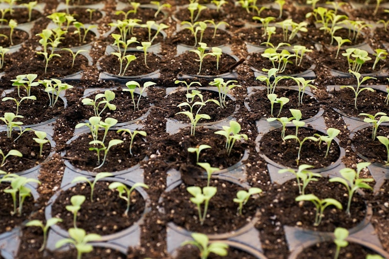 Coon Rapids Offers Trees and Shrubs at Wholesale Prices to Local Residents for Spring Planting