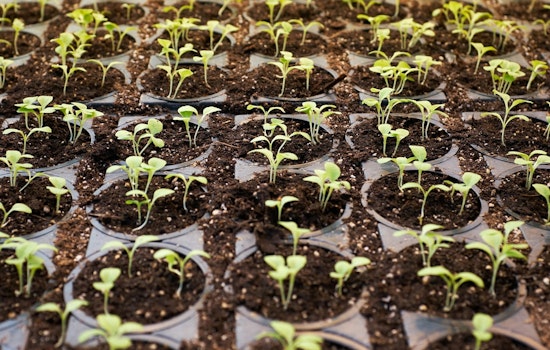 Coon Rapids Offers Trees and Shrubs at Wholesale Prices to Local Residents for Spring Planting