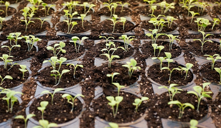 Coon Rapids Offers Trees and Shrubs at Wholesale Prices to Local Residents for Spring Planting