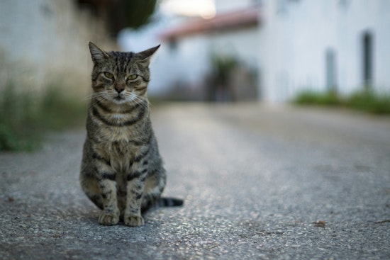 Coon Rapids Police Update Protocol for Community Cats, Urge Use of Private Rescue Groups