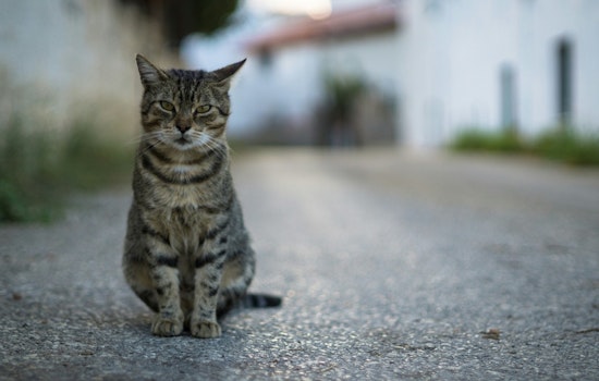 Coon Rapids Police Update Protocol for Community Cats, Urge Use of Private Rescue Groups