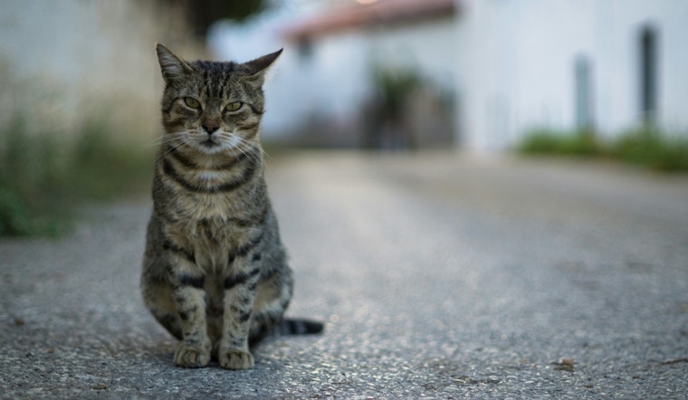 Coon Rapids Police Update Protocol for Community Cats, Urge Use of Private Rescue Groups