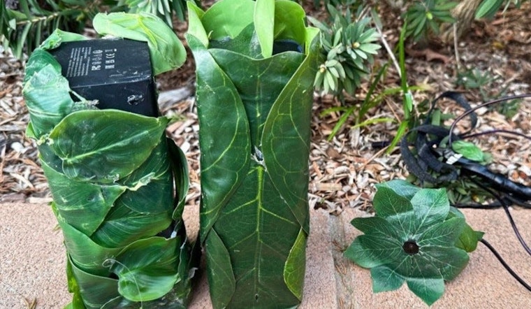 Covert Surveillance Camera Disguised as Bush Uncovered in Chino Hills, Police on the Lookout for Suspects