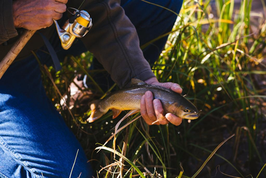 CPW Seeks Angler Input on New Fishery Management Plans at Gypsum Ponds Meeting in Colorado