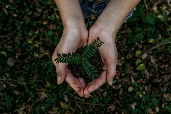 Deerfield Beach Celebrates Earth Month with Annual Arbor Day Tree Giveaway on April 26