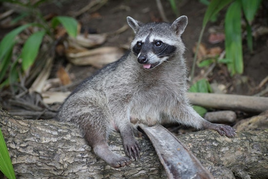 DeKalb County Issues Rabies Alert in Dunwoody After Positive Test in Raccoon