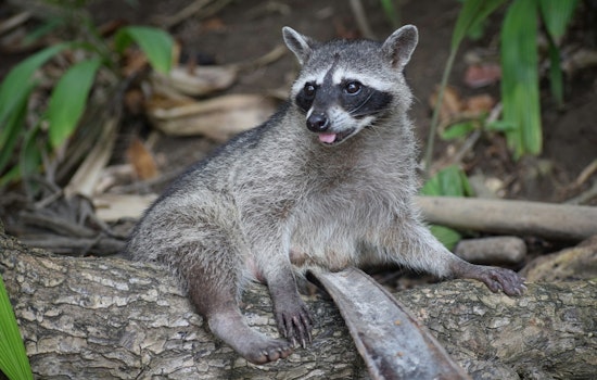 DeKalb County Issues Rabies Alert in Dunwoody After Positive Test in Raccoon