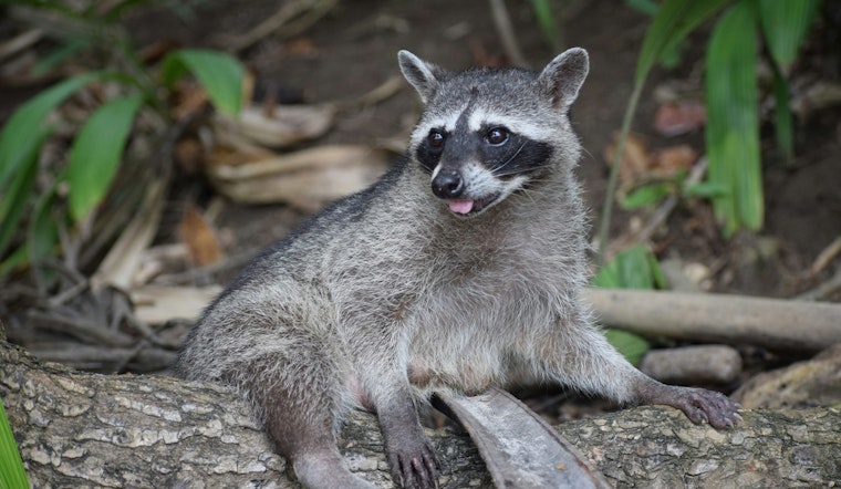 DeKalb County Issues Rabies Alert in Dunwoody After Positive Test in Raccoon