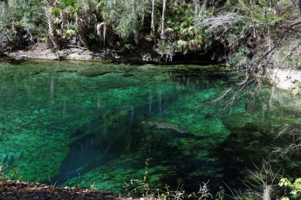 Diver Found Dead in Florida's Twin Caves as Two Companions Rescued: A Tragic Outcome in Marianna