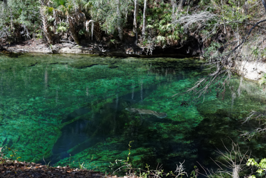 Diver Found Dead in Florida's Twin Caves as Two Companions Rescued: A Tragic Outcome in Marianna