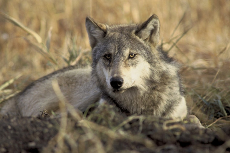 $10,000 Reward Offered in Oregon for Information on Illegal Slaying of Endangered Gray Wolf Near Sisters
