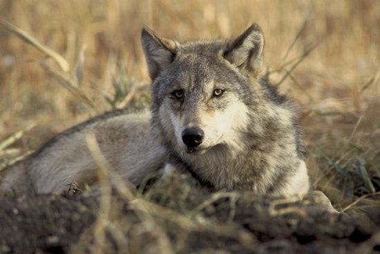$10,000 Reward Offered in Oregon for Information on Illegal Slaying of Endangered Gray Wolf Near Sisters