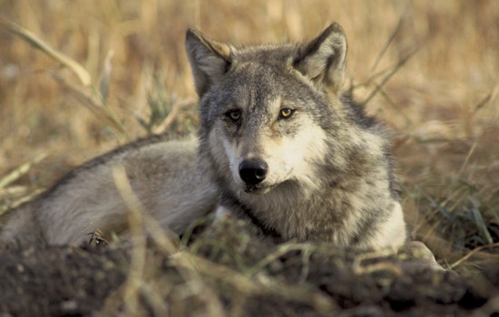 $10,000 Reward Offered in Oregon for Information on Illegal Slaying of Endangered Gray Wolf Near Sisters