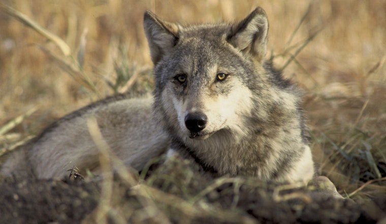 $10,000 Reward Offered in Oregon for Information on Illegal Slaying of Endangered Gray Wolf Near Sisters