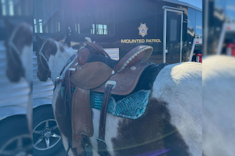 Douglas County Sheriff's Office Welcomes Oakley, New Horse Deputy, to the Mounted Patrol Team