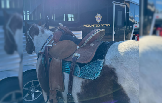 Douglas County Sheriff's Office Welcomes Oakley, New Horse Deputy, to the Mounted Patrol Team