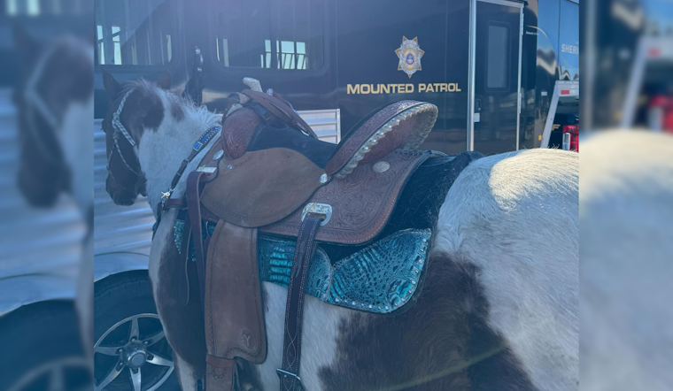 Douglas County Sheriff's Office Welcomes Oakley, New Horse Deputy, to the Mounted Patrol Team
