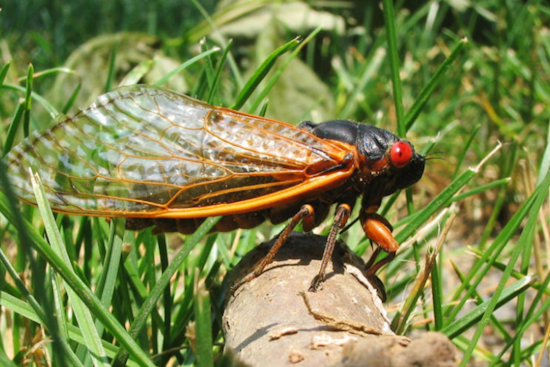 Eastern US Anticipates the 17-Year Return of Brood XIV Cicadas