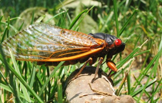 Eastern US Anticipates the 17-Year Return of Brood XIV Cicadas