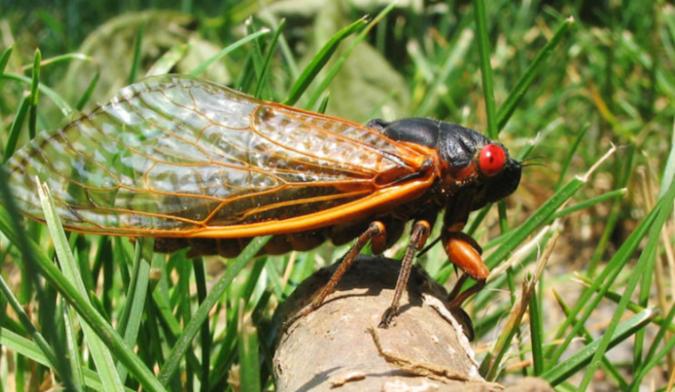 Eastern US Anticipates the 17-Year Return of Brood XIV Cicadas