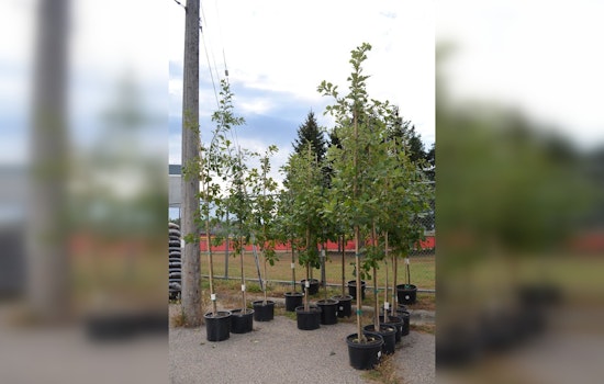 Eden Prairie Arbor Day Tree Sale: Green Your Yard with Affordable Trees from City and Tree Trust Collaboration