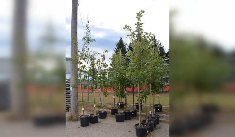 Eden Prairie Arbor Day Tree Sale: Green Your Yard with Affordable Trees from City and Tree Trust Collaboration