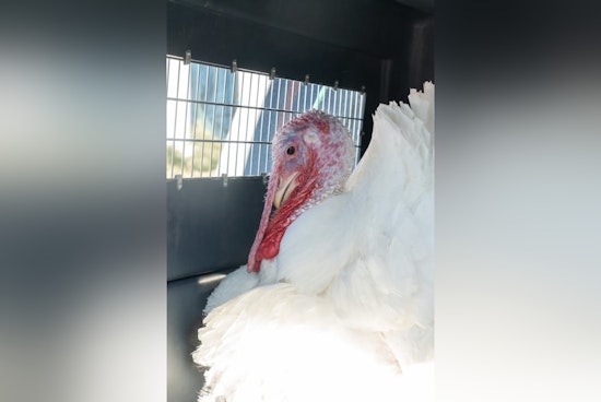 Feathered Traffic Conductor, Turkey Causes Commuter Standstill in Marion County