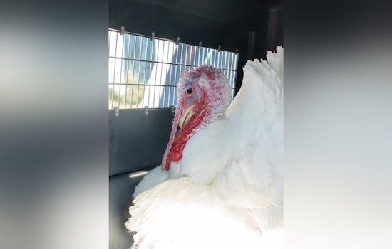 Feathered Traffic Conductor, Turkey Causes Commuter Standstill in Marion County