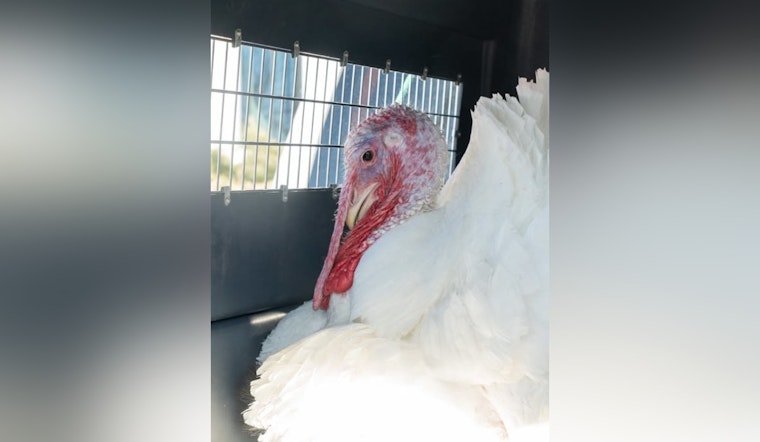 Feathered Traffic Conductor, Turkey Causes Commuter Standstill in Marion County