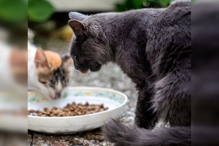 Felines Perish from Bird Flu Linked to Savage Cat Food, Public Warned Against Raw Diets