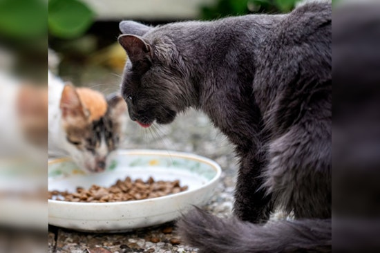 Felines Perish from Bird Flu Linked to Savage Cat Food, Public Warned Against Raw Diets