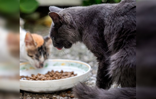Felines Perish from Bird Flu Linked to Savage Cat Food, Public Warned Against Raw Diets
