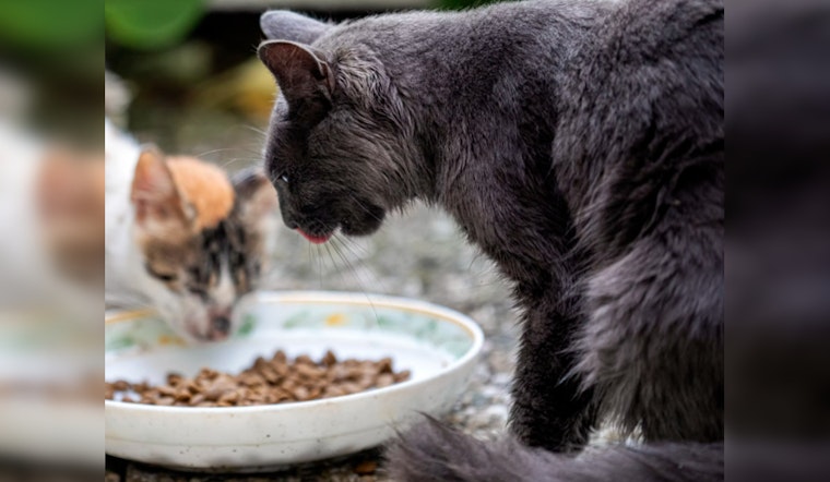 Felines Perish from Bird Flu Linked to Savage Cat Food, Public Warned Against Raw Diets