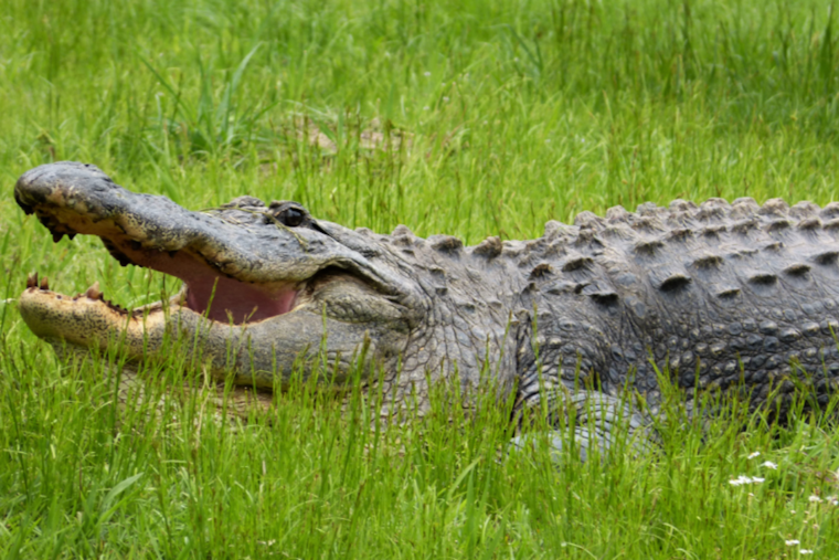 Florida Man's Sunday Disrupted by 7-Foot Alligator in Fort Myers Kitchen