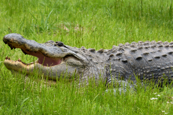Florida Man's Sunday Disrupted by 7-Foot Alligator in Fort Myers Kitchen