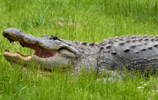 Florida Man's Sunday Disrupted by 7-Foot Alligator in Fort Myers Kitchen