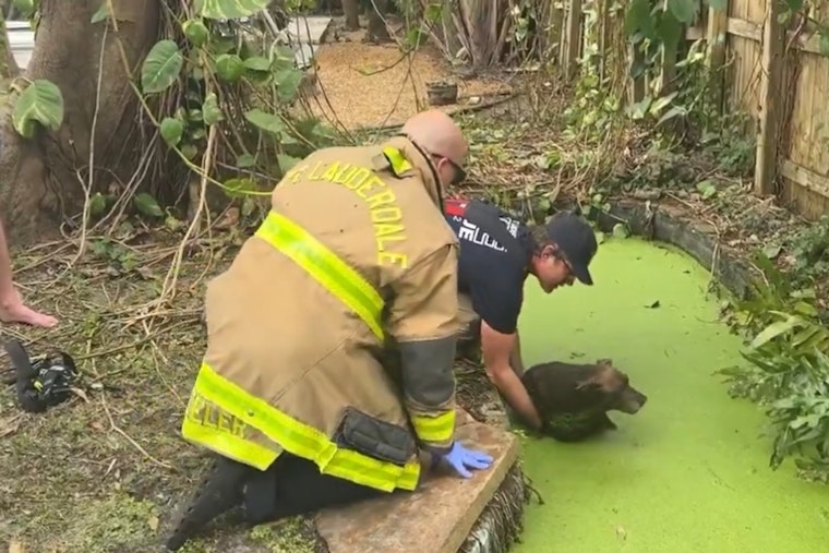 Fort Lauderdale Firefighters Heroically Save Stray Dog from Pond During Spring Breakers' Stay