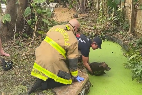 Fort Lauderdale Firefighters Heroically Save Stray Dog from Pond During Spring Breakers' Stay
