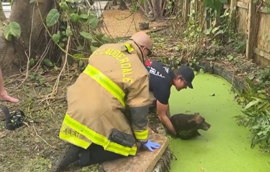 Fort Lauderdale Firefighters Heroically Save Stray Dog from Pond During Spring Breakers' Stay