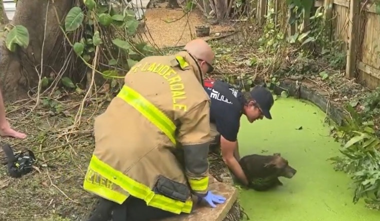 Fort Lauderdale Firefighters Heroically Save Stray Dog from Pond During Spring Breakers' Stay