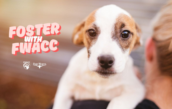 Fort Worth Calls for Foster Homes Amid Canine Distemper Outbreak at North Animal Campus
