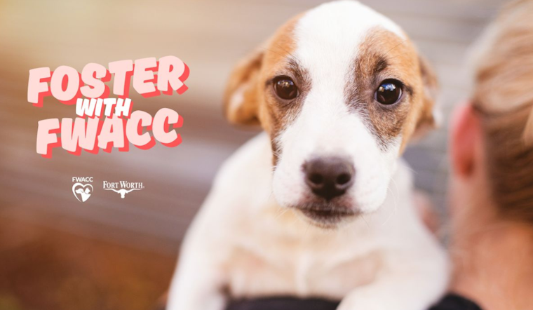 Fort Worth Calls for Foster Homes Amid Canine Distemper Outbreak at North Animal Campus