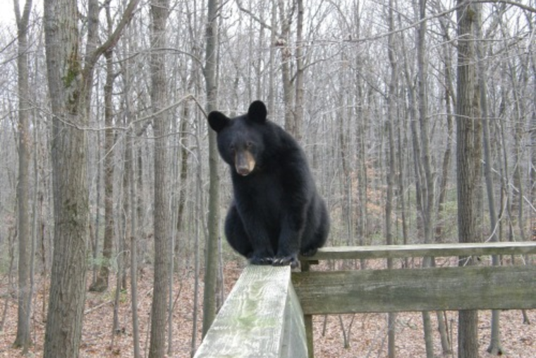 Franklin County Sheriff's Office Issues Spring Bear Safety Reminder to Residents
