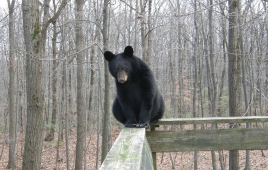 Franklin County Sheriff's Office Issues Spring Bear Safety Reminder to Residents