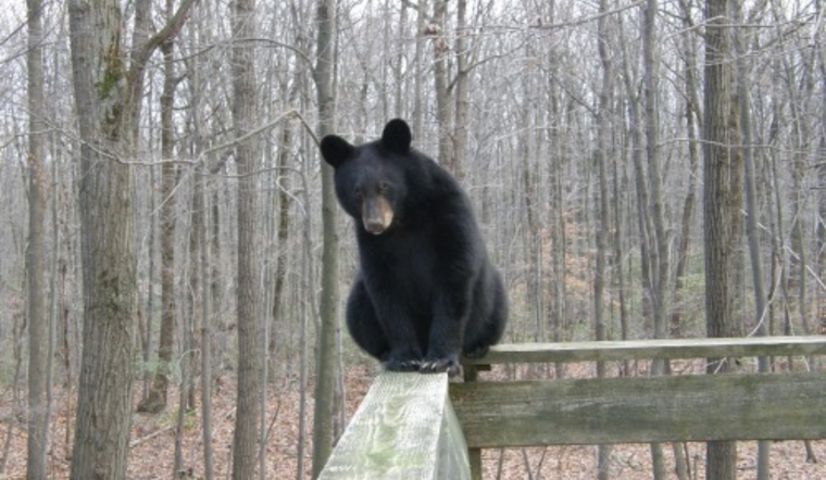 Franklin County Sheriff's Office Issues Spring Bear Safety Reminder to Residents