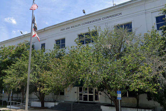FWC Invites Florida Public to Virtual Debates on Black Bear Hunting Regulations