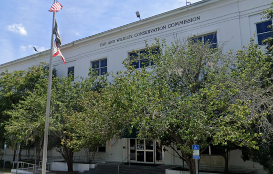 FWC Invites Florida Public to Virtual Debates on Black Bear Hunting Regulations