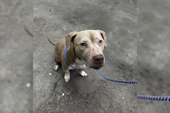 Gahanna Police Reunite Adventurous Dog with Family After Escapade at Sunpoint Park
