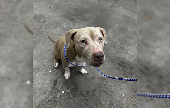 Gahanna Police Reunite Adventurous Dog with Family After Escapade at Sunpoint Park